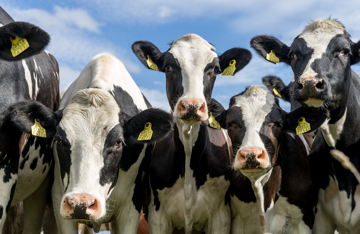 Close-up image of a herd of dairy cows staring directly at camera.